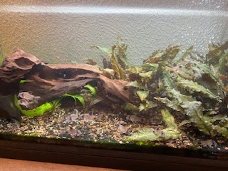 Don de mon aquarium complet avec poissons Img_5218