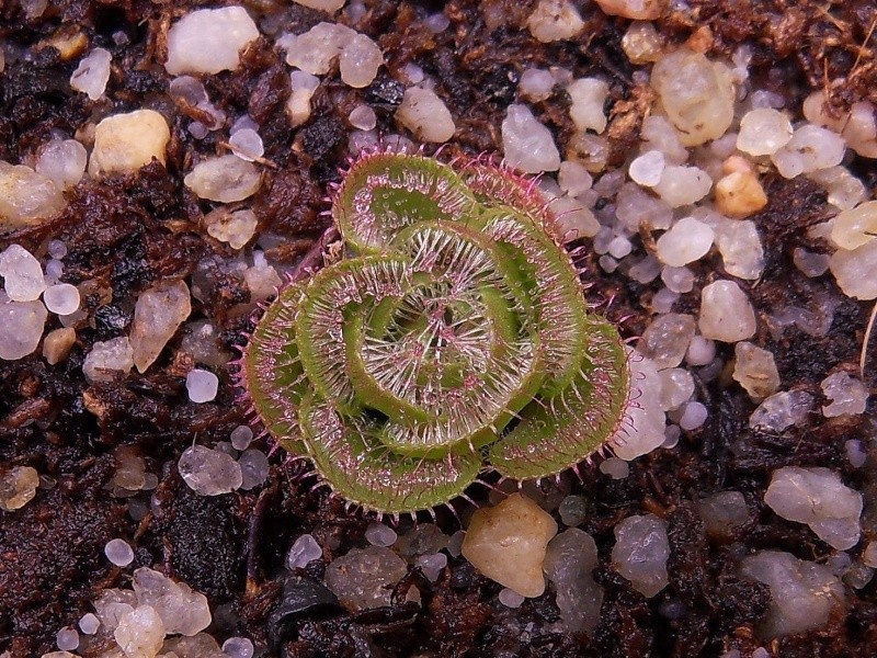 Sortie de drosera tubéreux Sdc12511