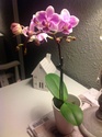 mini orchidées phalaenopsis Photo_12