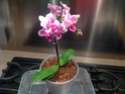 mini orchidées phalaenopsis Photo_16