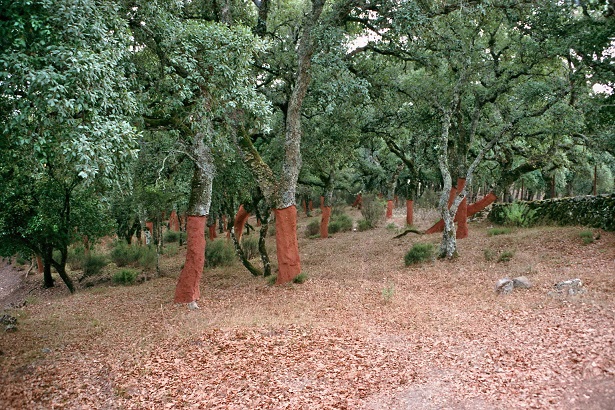 43 - les troncs d'arbres.... Le vote 19-par10