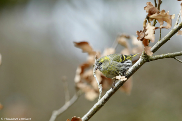 Exposition photos: Les oiseaux de nos régions _mgl3817