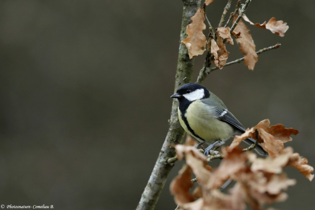 Exposition photos: Les oiseaux de nos régions _mgl5611