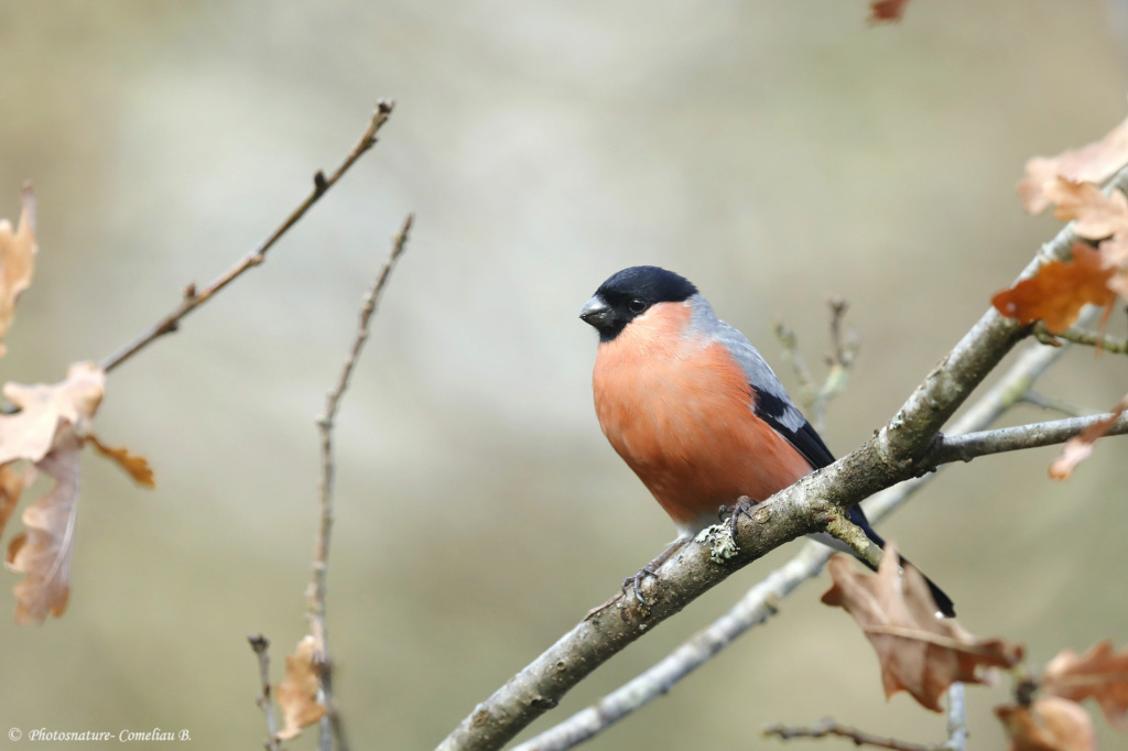 Exposition photos: Les oiseaux de nos régions _mgl6311