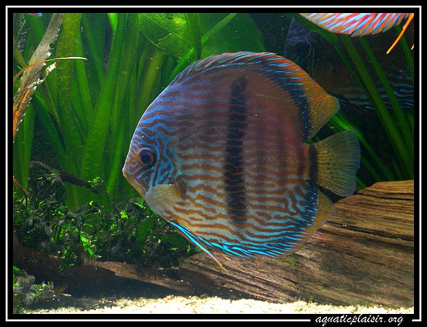 Mon bocal a discus reconvertit en récifal! - Page 4 101_8615