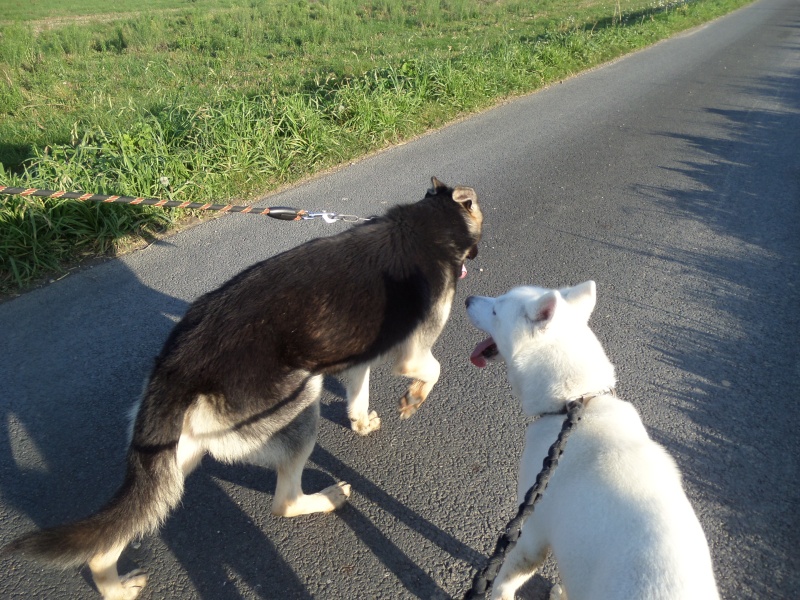 JAWAK - environ 2/3 ans - PART49 ADOPTEE Sam_1010