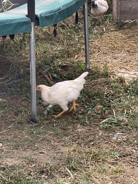 Reconnaître une poule d’un coq à 3 mois 46aee610