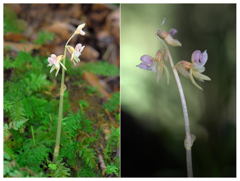 Epipogium aphyllum  ( Epipogon sans feuille ) Jlr_6912