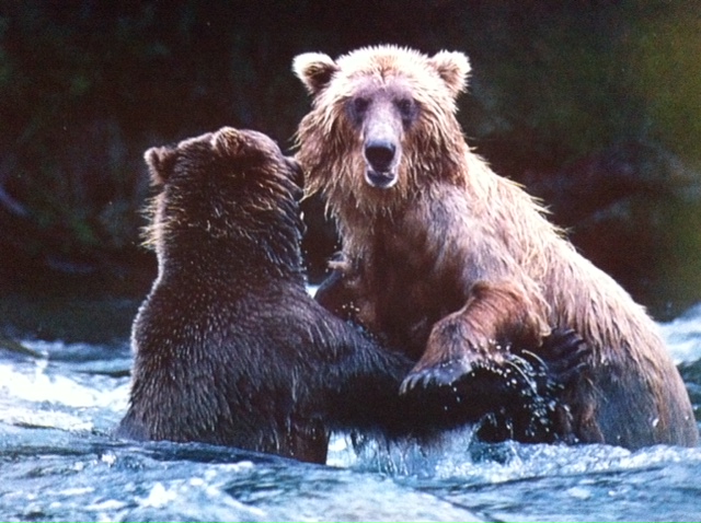 ·	Ursus arctos arctos : l’ours brun - Page 3 Photo_16