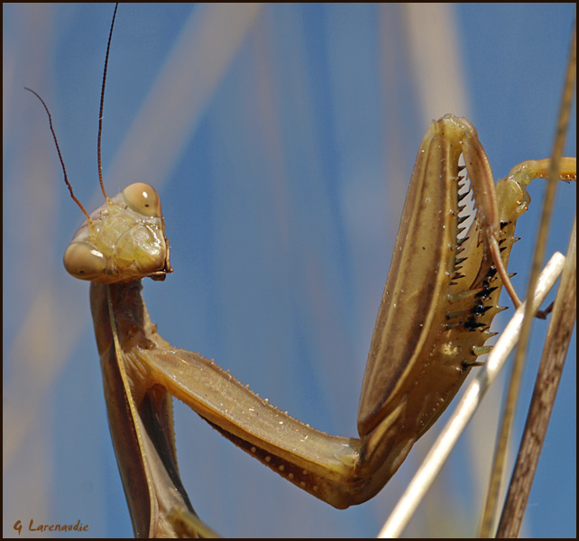 le 30 aot  des Mantes  Gogo Mante_12