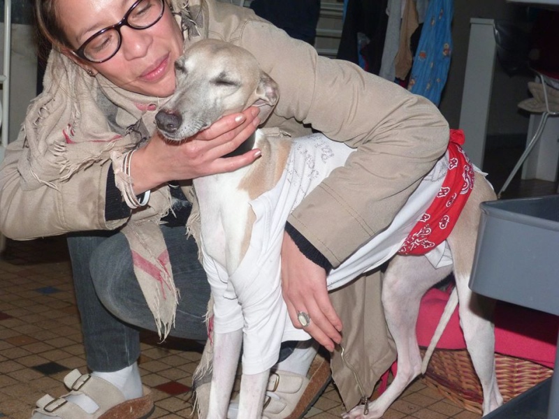 2 FEMELLES WHIPPETS ET 1 MALE A L ADOPTION Adoptes  - Page 2 Brindi13