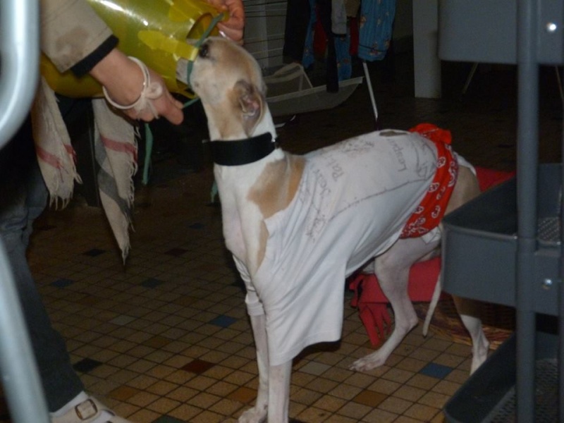 2 FEMELLES WHIPPETS ET 1 MALE A L ADOPTION Adoptes  - Page 2 Brindi14