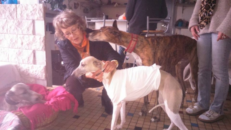 2 FEMELLES WHIPPETS ET 1 MALE A L ADOPTION Adoptes  - Page 2 Brindi17