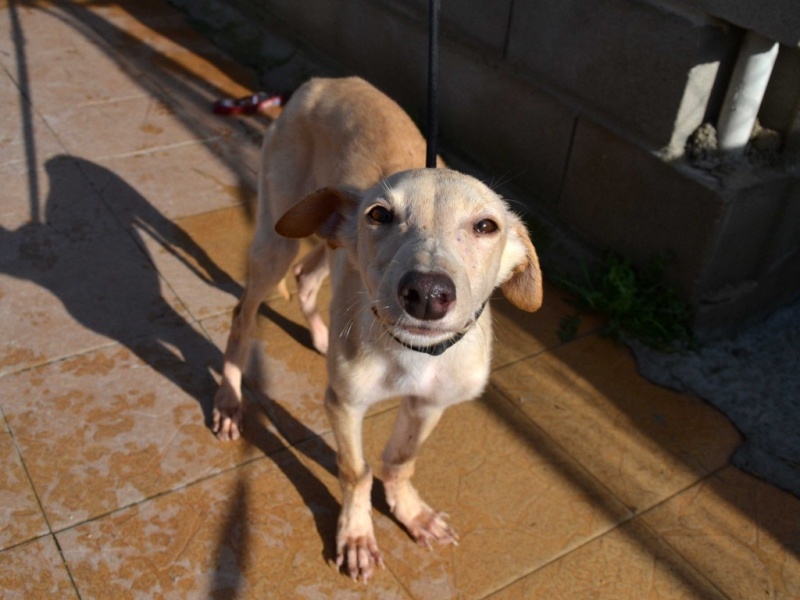 Daisy chiot galga à l'adoption "Scooby France" Adoptée Daisy_11
