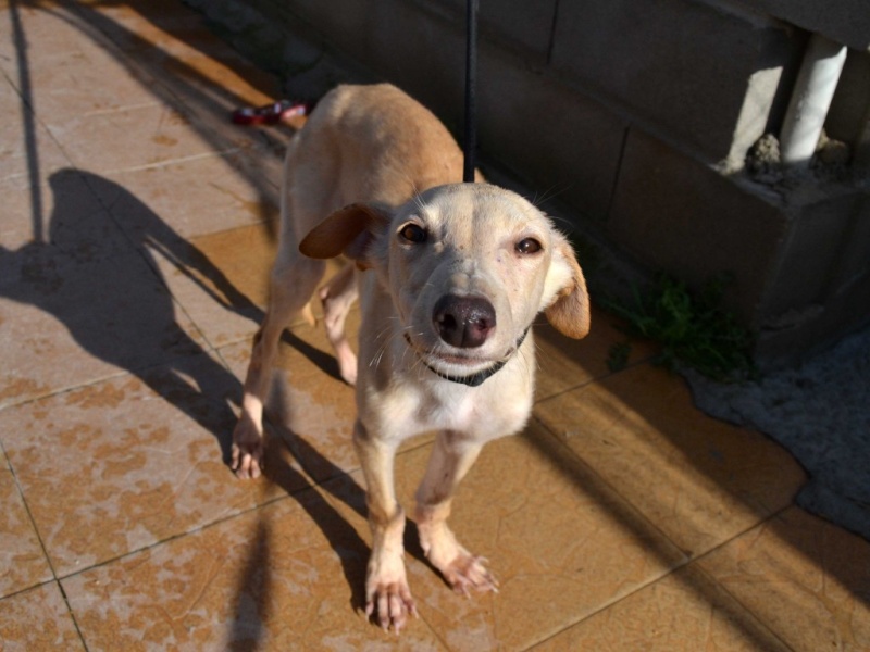 Daisy chiot galga à l'adoption "Scooby France"  Adoptée  Daisy_11