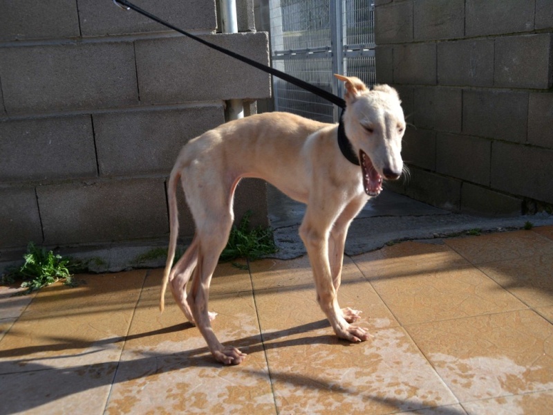 Daisy chiot galga à l'adoption "Scooby France" Adoptée Daisy_12