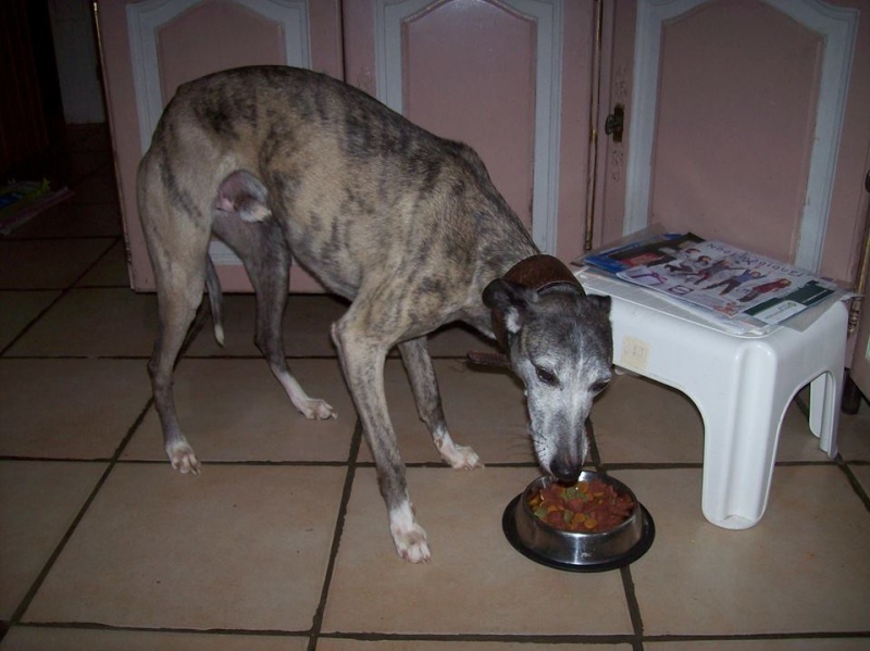 2 FEMELLES WHIPPETS ET 1 MALE A L ADOPTION Adoptes Electr13