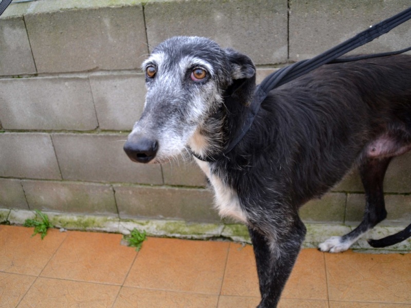Laudora galga à l'adoption "Toute la misere du monde dans son regard "Scooby France Adoptée Laudor12