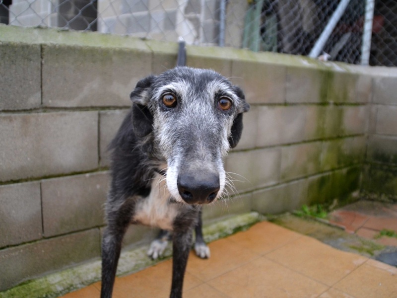 Laudora galga à l'adoption "Toute la misere du monde dans son regard "Scooby France Adoptée Laudor13