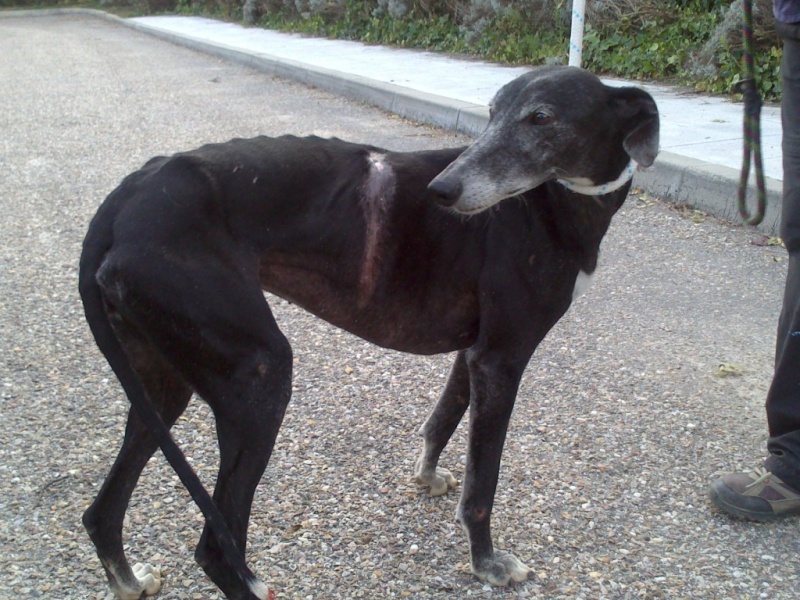 Mildred et son étrange cicatrice !!Scooby France Adoptée Mildre10