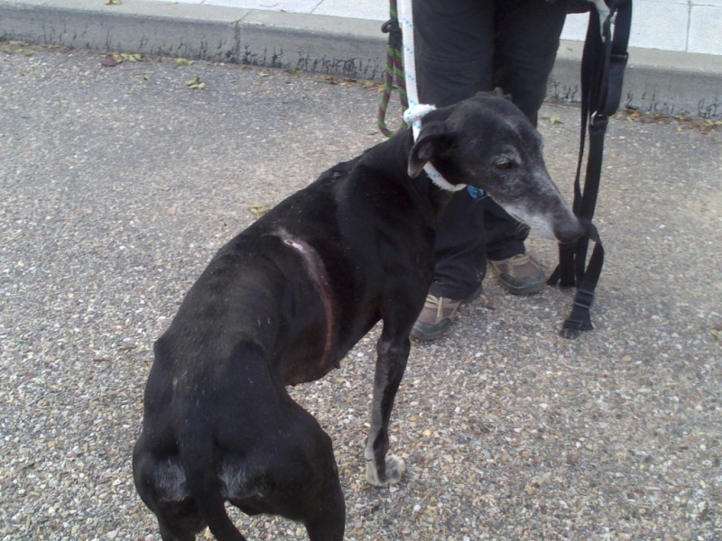 Mildred et son étrange cicatrice !!Scooby France Adoptée Mildre11