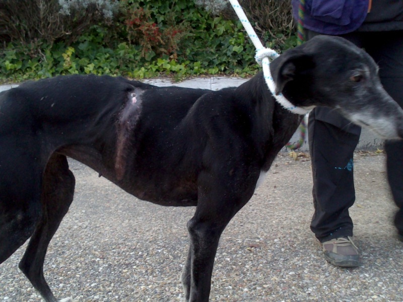 Mildred et son étrange cicatrice !!Scooby France Adoptée Mildre12
