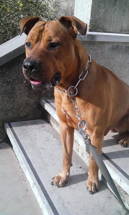 VITO, mâle x dogue (déclassé), fauve 10432910