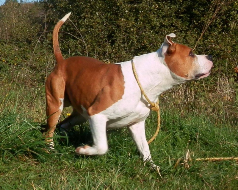 HAPPY, mâle American staff (amstaff), fauve et blanc LOF 10486210