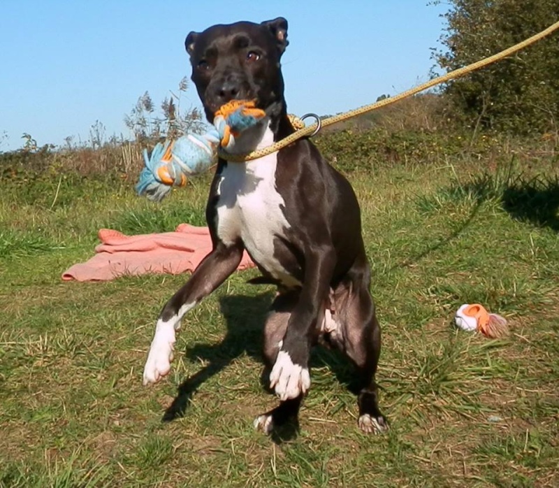 LADY V, femelle American Staff (amstaff), noire et blanche LOF 10599610