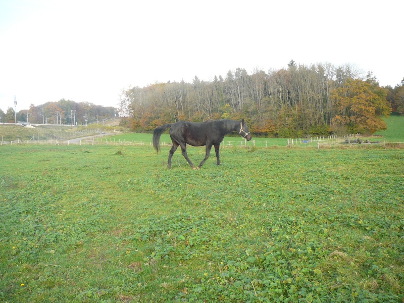 IFATY - PS née en 1995 - adoptée en avril 2014 par Souris25 P1010910