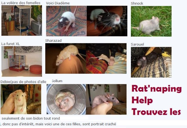 Vol de rats et de cages en Bretagne, appel à aide ! Rats_v10
