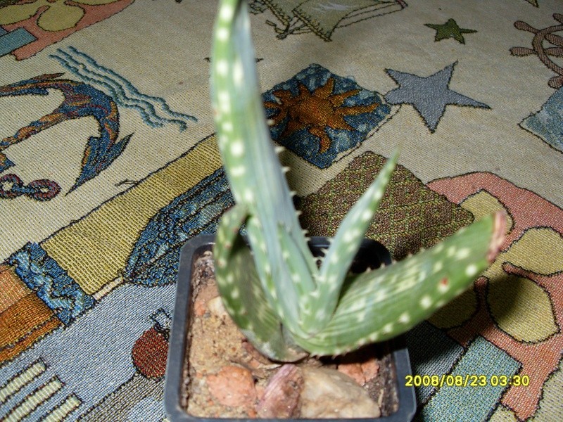Identifikacia kaktusa i sukulenata Sdc10337