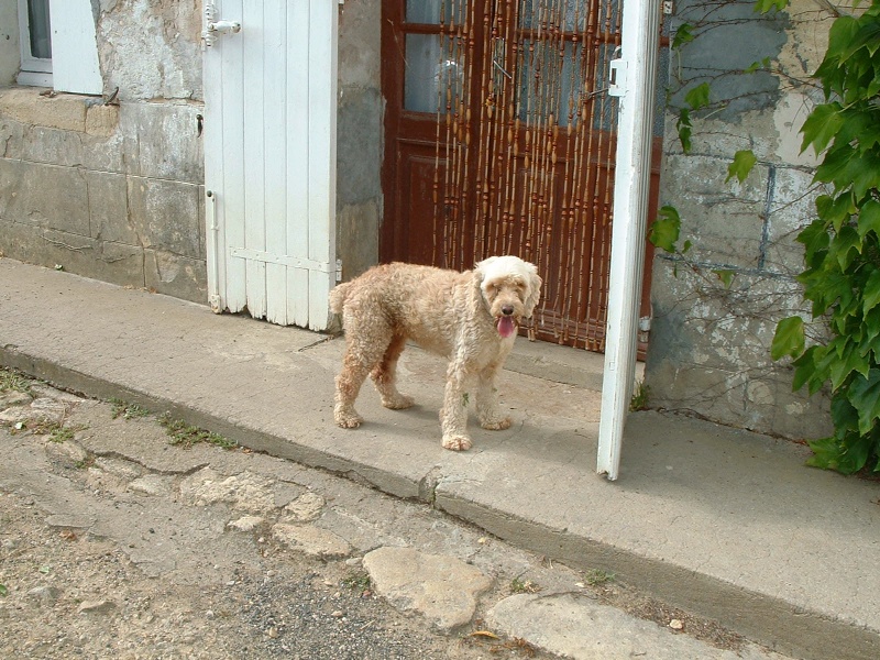 couette, caniche 4 ans cherche sa famille (gironde) Couett13