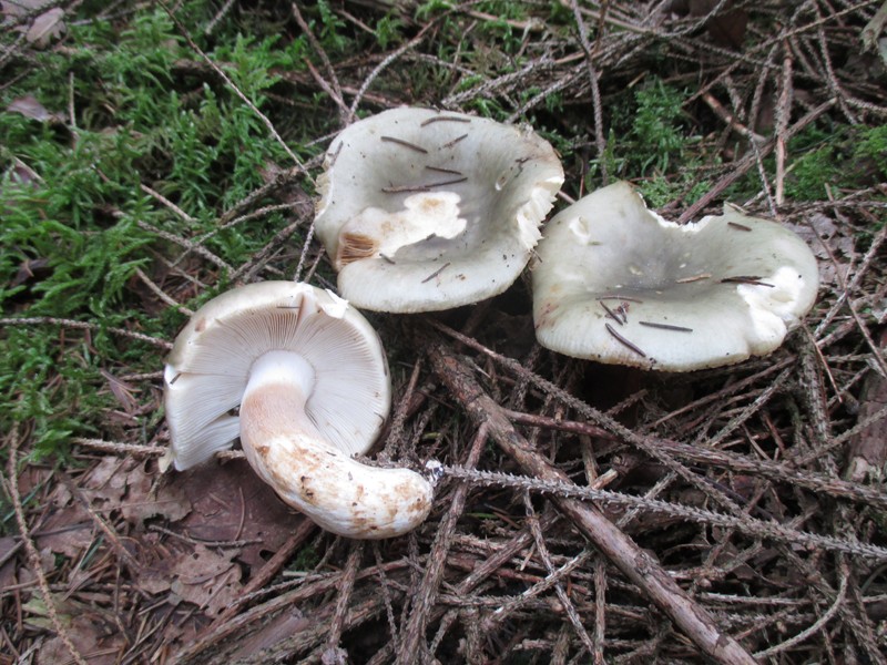 Russula aeruginea D10