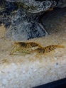 Différence male et femelle chez les crevettes Img_2014