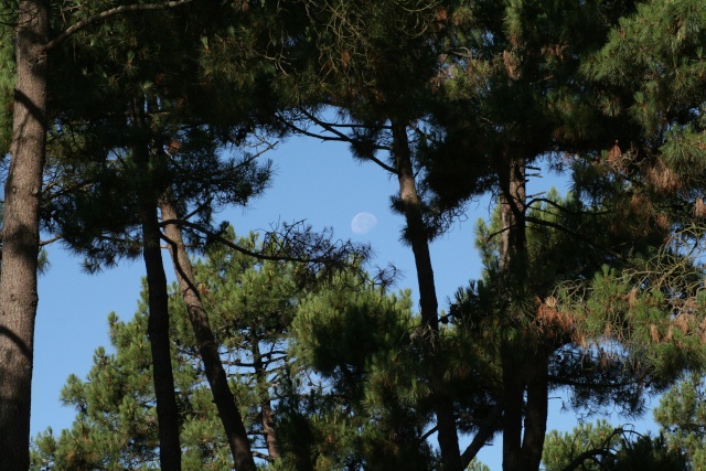 La lune en plein jour Img_1710