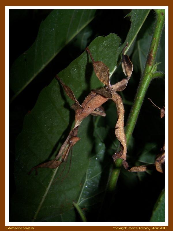 tiaratum - Extatosoma tiaratum (PSG n°009) (CLP n°003) Extato13