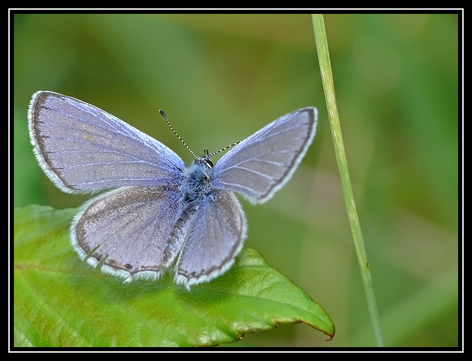 Azuré mâle (papillon) 2008-018