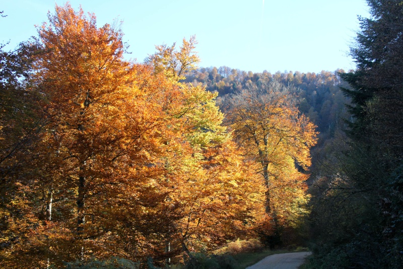 La forêt en feu... Img_1524