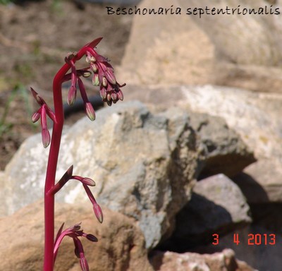 Beschorneria septentrionalis ? - id. à confirmer Dsc02011
