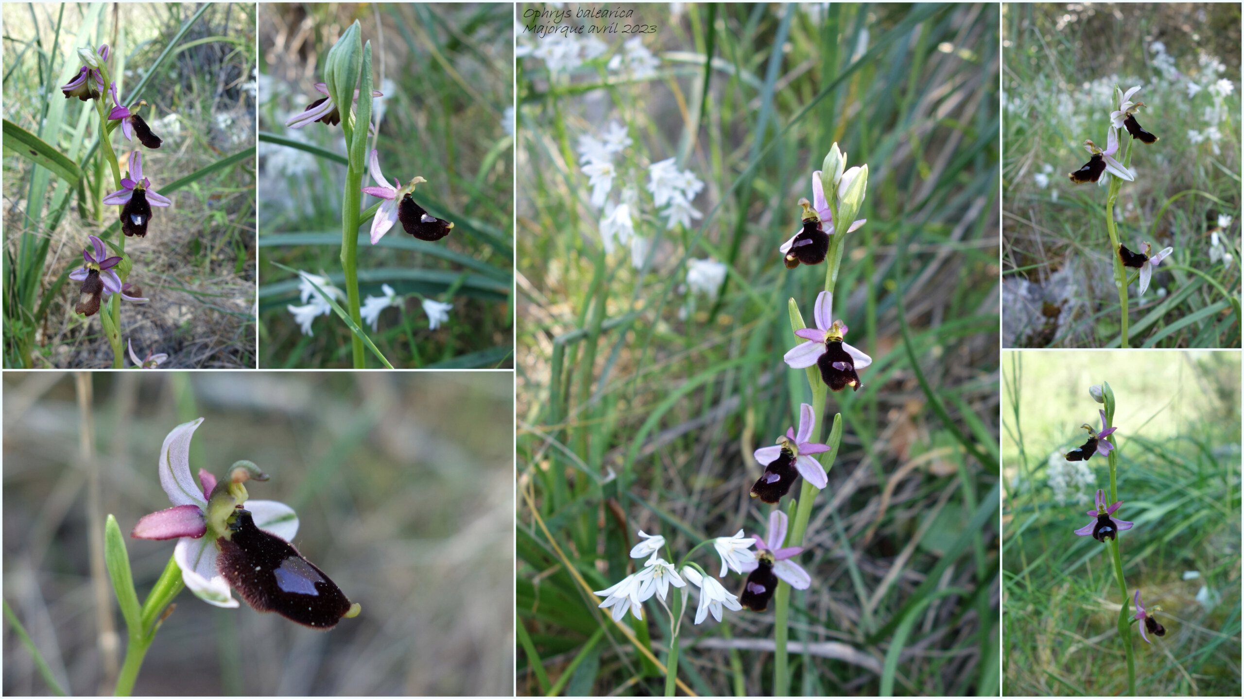 Quelques orchidées de Majorque (Baléares) Orchid14