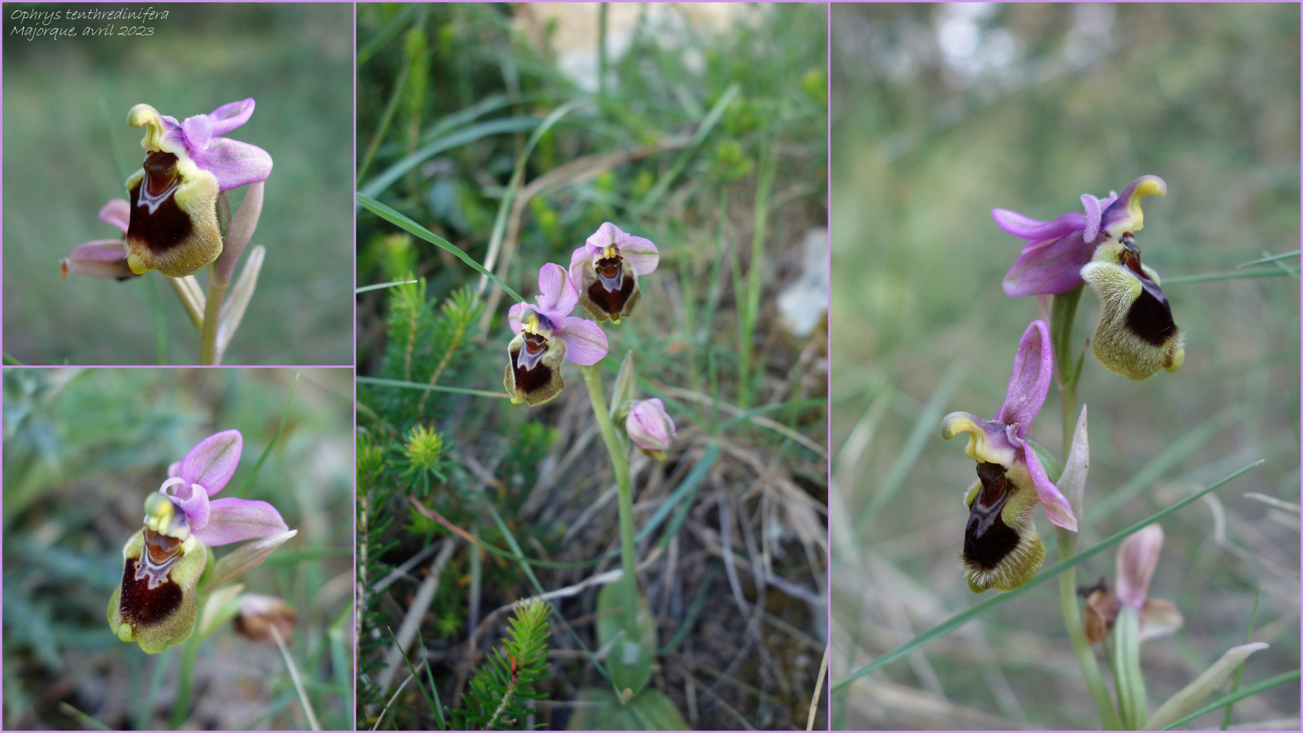 Quelques orchidées de Majorque (Baléares) Orchid15