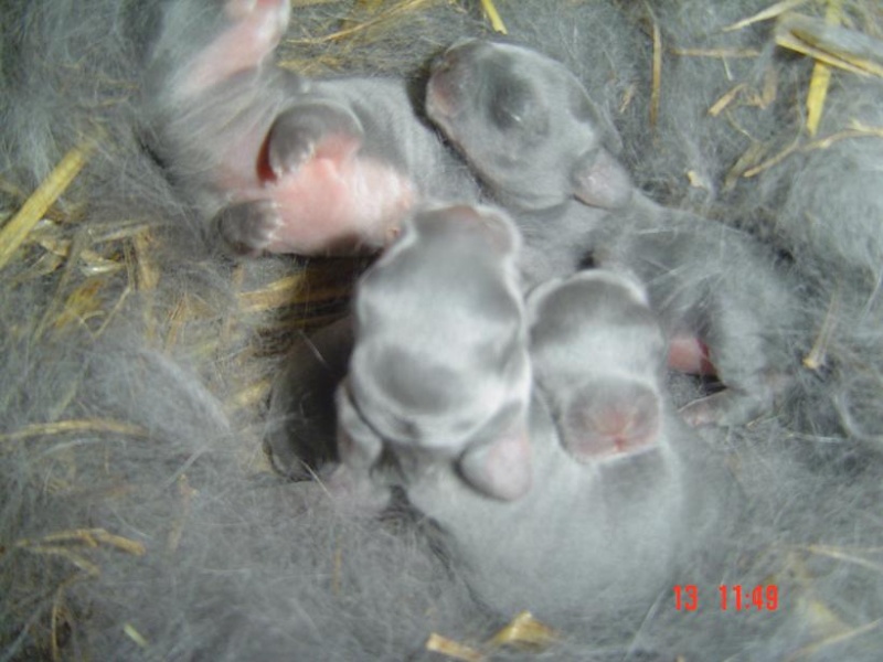 naissance de bbs lapins Dsc03534
