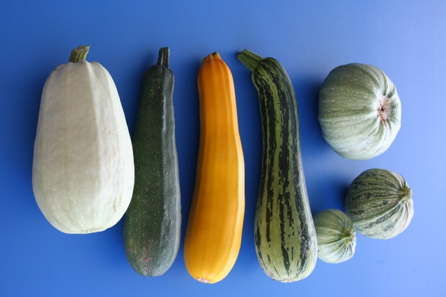 Courgettes - Page 2 Img_0210