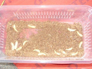 mealworm farming lol Sn850410