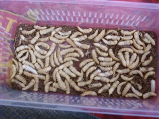 mealworm farming lol Sn850411