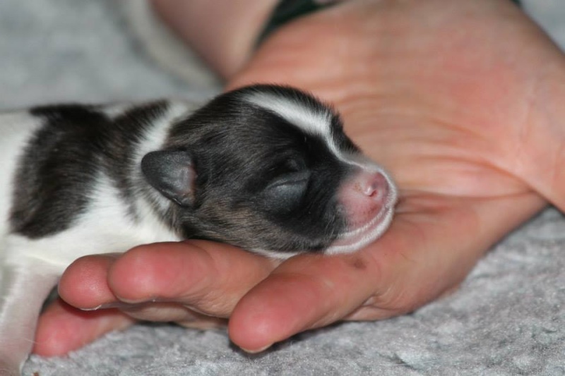 chiots épagneuls nains PHALENES 10469710