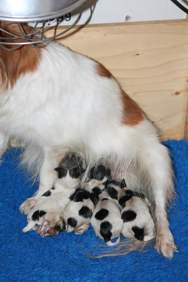 chiots épagneuls nains PHALENES 10702110