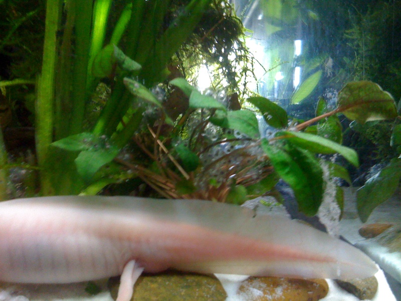 Urgent au secours je suis envahi d'axolotl 08810