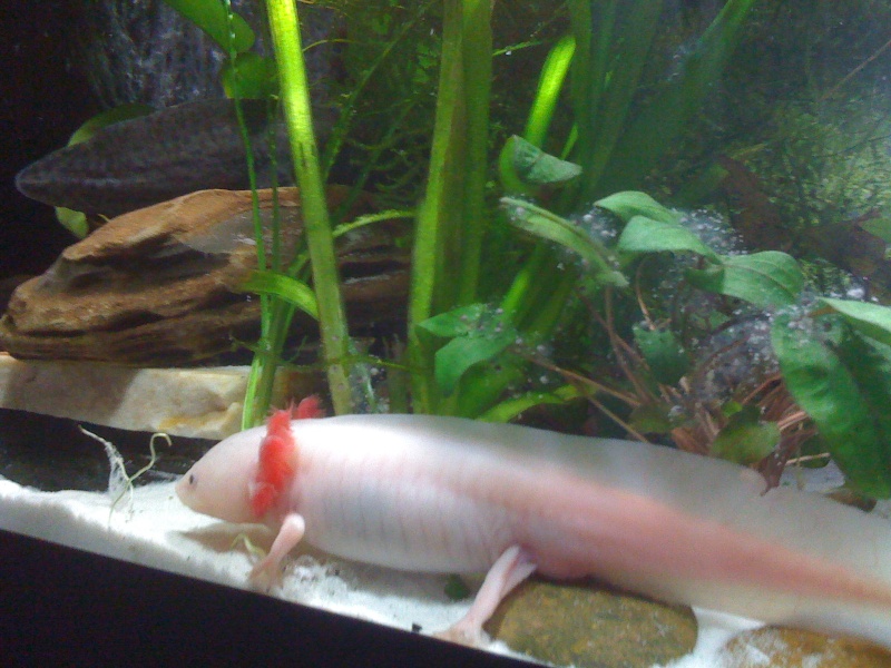 Cohabitation Axolotl 09110